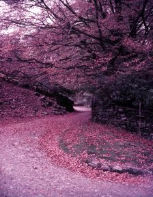 Beech trees near Red Bank, Lake District, c1955. Creator: Arthur Charles Kirby Ware