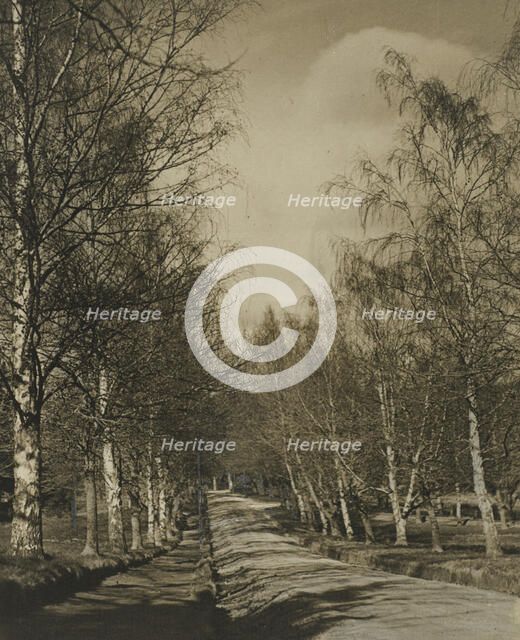 Beeches and birches, 1920s. Creator: Harry Moult.