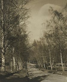 Beeches and birches, 1920s. Creator: Harry Moult