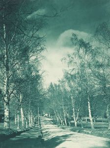 Beeches and birches, Rotorua. From the album: Camera pictures of New Zealand, 1920s. Creator: Harry Moult