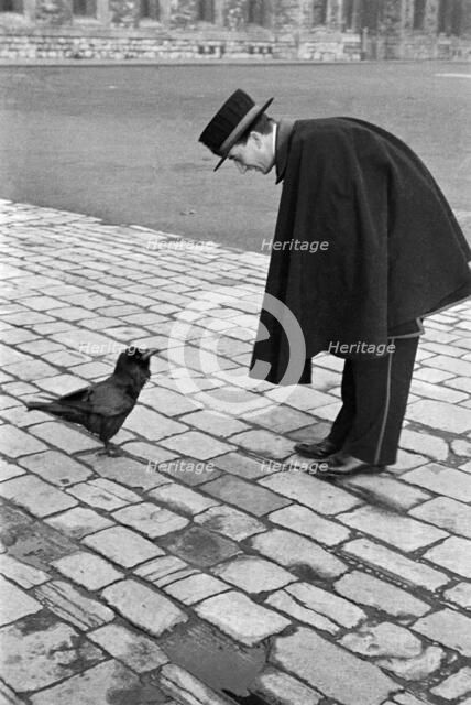 Beefeater bending down to address a raven, Tower of London, Tower Hill, London, late 1930s. Artist: John Gay.