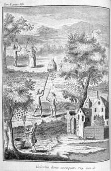 Beekeeping, 1775