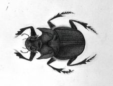 Beetle, 1777-1783. Creator: Unknown