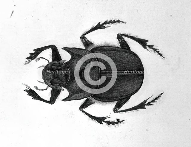Beetle, 1777-1783. Creator: Unknown.