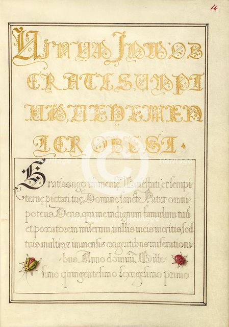 Beetlelike Insects; Mira calligraphiae monumenta, 1561-1562; illumination added 1591-1596. Creator: Joris Hoefnagel.