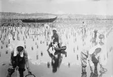 Belgian women in oyster beds, between c1910 and c1915. Creator: Bain News Service