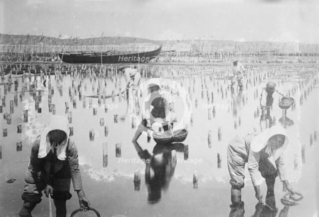 Belgian women in oyster beds, between c1910 and c1915. Creator: Bain News Service.