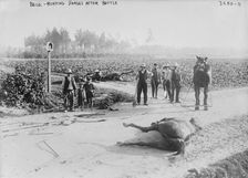 Belg.[i.e., Belgium], burying horses after battle, 1914. Creator: Bain News Service