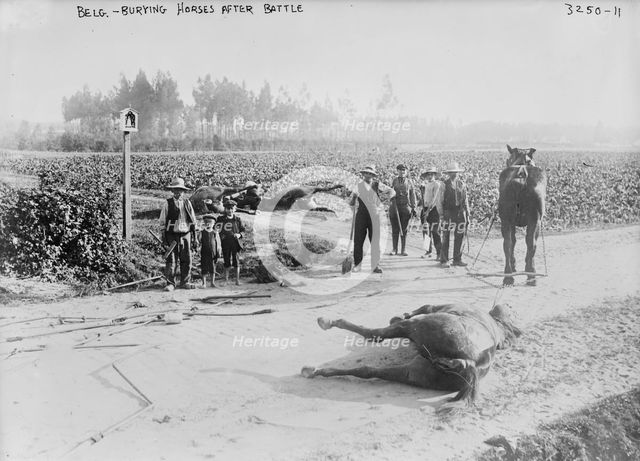 Belg.[i.e., Belgium], burying horses after battle, 1914. Creator: Bain News Service.