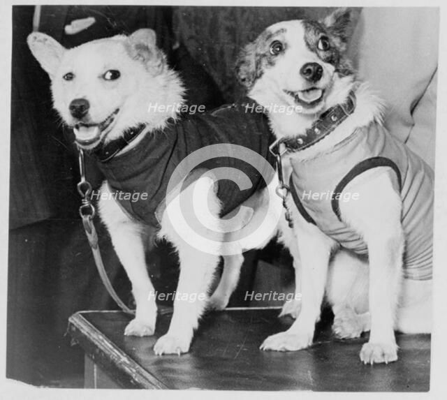 Belka and Strelka, Russian cosmonaut dogs, 1960. Artist: Unknown