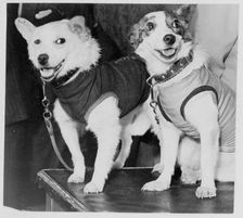 Belka and Strelka, Russian cosmonaut dogs, 1960