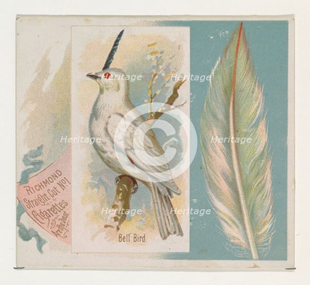 Bell Bird, from the Song Birds of the World series (N42) for Allen & Ginter Cigarettes, 1890. Creator: Allen & Ginter.