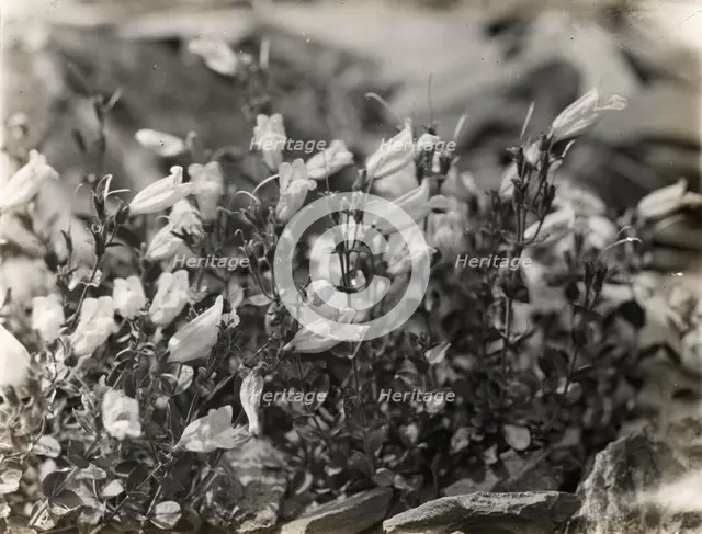Bell Flower (campanula), between 1915 and 1935. Creator: Frances Benjamin Johnston.