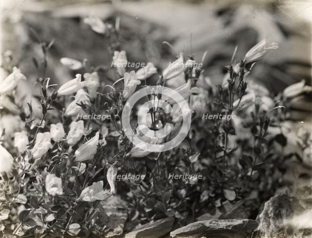 Bell Flower (campanula), between 1915 and 1935. Creator: Frances Benjamin Johnston.