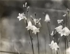 Bell Flower (campanula), between 1915 and 1935. Creator: Frances Benjamin Johnston