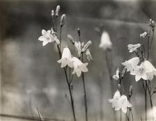 Bell Flower (campanula), between 1915 and 1935. Creator: Frances Benjamin Johnston