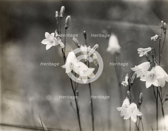 Bell Flower (campanula), between 1915 and 1935. Creator: Frances Benjamin Johnston.