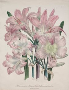 Belladonna Lily: Amaryllis belladonna. Creator: Jane Loudon (British, 1807-1858)