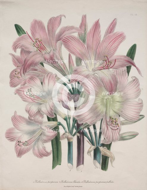 Belladonna Lily: Amaryllis belladonna. Creator: Jane Loudon (British, 1807-1858).