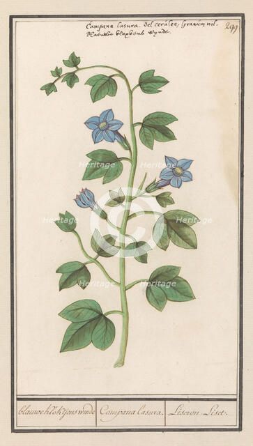 Bellflower (Campanula), 1596-1610. Creators: Anselmus de Boodt, Elias Verhulst.