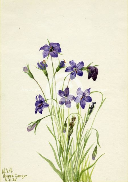 Bellflower (Campanula), 1935. Creator: Mary Vaux Walcott.