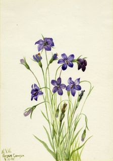 Bellflower (Campanula), 1935. Creator: Mary Vaux Walcott