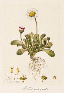 Bellis perennis, (Daisy), c1770-1790. Creator: William Kilburn