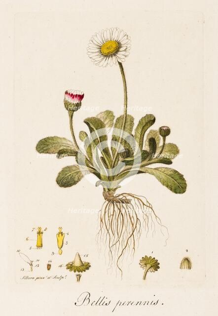 Bellis perennis, (Daisy), c1770-1790. Creator: William Kilburn.