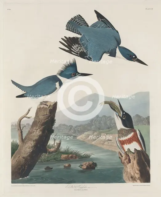 Belted Kingsfisher, 1830. Creator: Robert Havell.