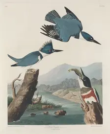 Belted Kingsfisher, 1830. Creator: Robert Havell