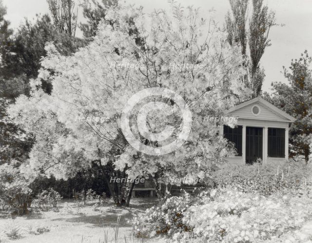 "Belvoir," Fairfax Harrison house, Star Route 709, The Plains, Fauquier County, Virginia, 1928. Creator: Frances Benjamin Johnston.