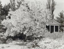 "Belvoir," Fairfax Harrison house, Star Route 709, The Plains, Fauquier County, Virginia, 1928. Creator: Frances Benjamin Johnston