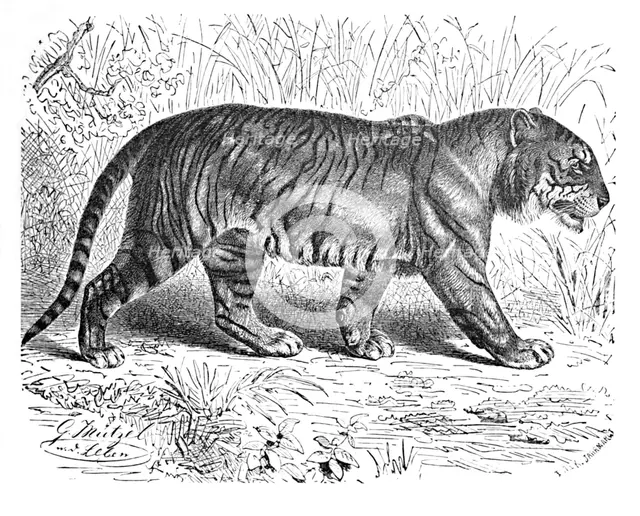 'Bengal Tiger', c1900. Artist: Helena J. Maguire.
