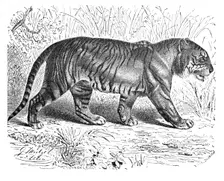 Bengal Tiger c1900. Artist: Helena J. Maguire