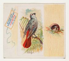 Bengali, from the Song Birds of the World series (N42) for Allen & Ginter Cigarettes, 1890. Creator: Allen & Ginter