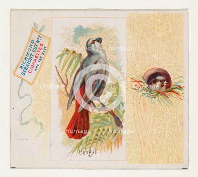 Bengali, from the Song Birds of the World series (N42) for Allen & Ginter Cigarettes, 1890. Creator: Allen & Ginter.