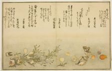 Beni-gai, hora-gai, urauzu-gai, wasure-gai, chiyonohana-gai, and masuho-gai, from..., Japan, 1789. Creator: Kitagawa Utamaro