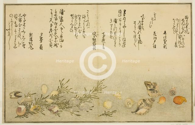 Beni-gai, hora-gai, urauzu-gai, wasure-gai, chiyonohana-gai, and masuho-gai, from..., Japan, 1789. Creator: Kitagawa Utamaro.