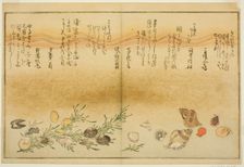 Beni-gai, hora-gai, urauzu-gai, wasure-gai, chiyonohana-gai, and masuho-gai, from..., Japan, 1789. Creator: Kitagawa Utamaro