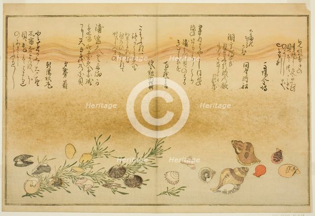 Beni-gai, hora-gai, urauzu-gai, wasure-gai, chiyonohana-gai, and masuho-gai, from..., Japan, 1789. Creator: Kitagawa Utamaro.