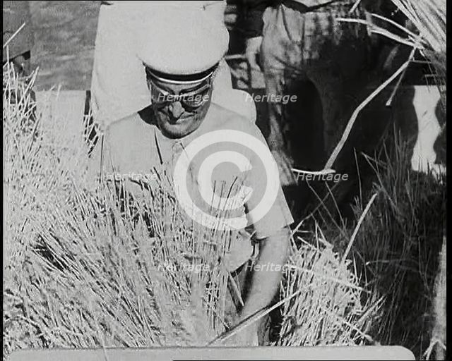 Benito Mussolini Helping with the Harvest, 1930s. Creator: British Pathe Ltd.
