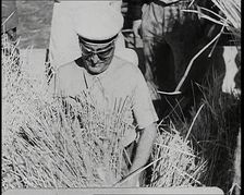 Benito Mussolini Helping with the Harvest, 1930s. Creator: British Pathe Ltd