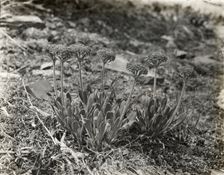 "Benvenuto," Robert Pim Butchart house, 800 Benvenuto Lane, Central Saanich, British Colum..., 1923. Creator: Frances Benjamin Johnston