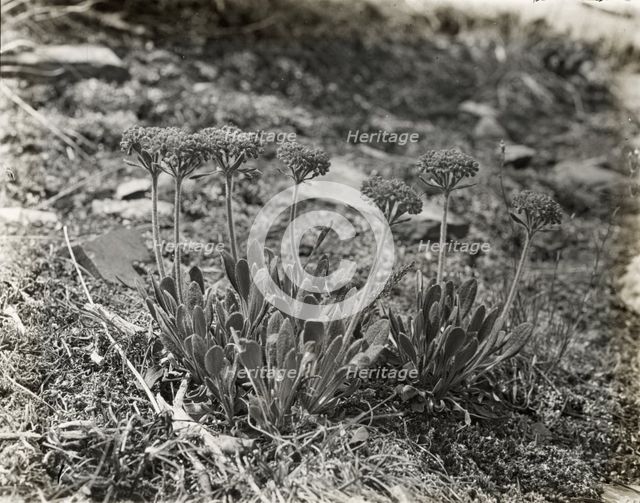 "Benvenuto," Robert Pim Butchart house, 800 Benvenuto Lane, Central Saanich, British Colum..., 1923. Creator: Frances Benjamin Johnston.