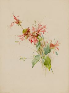 Bergamot (or Bee Baum), late 19th-early 20th century. Creator: Austa Densmore Sturdevant