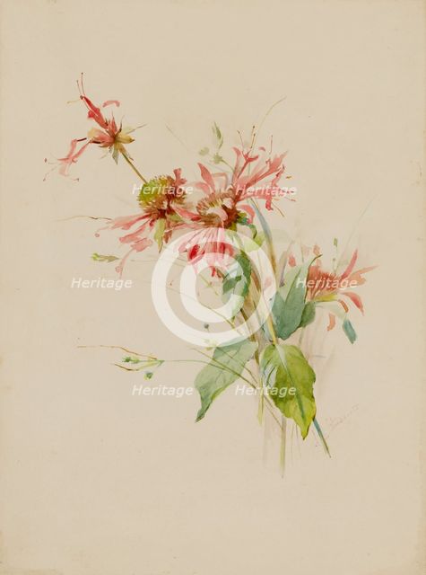 Bergamot (or Bee Baum), late 19th-early 20th century. Creator: Austa Densmore Sturdevant.