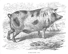 Berkshire Pig c1900. Artist: Helena J. Maguire