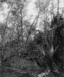 Berresford [sic] Hammock, between 1880 and 1897. Creator: William H. Jackson
