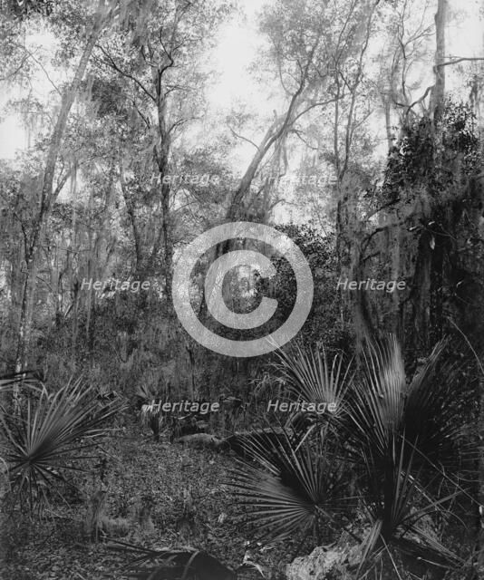 Berresford [sic] Hammock, between 1880 and 1897. Creator: William H. Jackson.