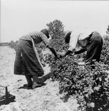 Berry pickers, Southern New Jersey, 1936. Creator: Dorothea Lange